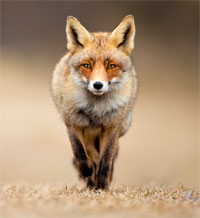 Silent Fox Удобная одежда для удачной охоты